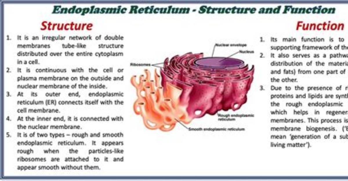 What Is Endoplasmic Reticulum Write Its Function?