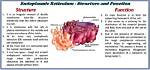 What Is Endoplasmic Reticulum Write Its Function?