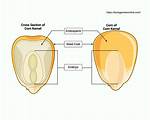 What Is Endosperm?