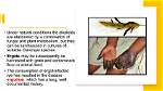 What Is Ergot
