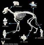 What Is Eterinary