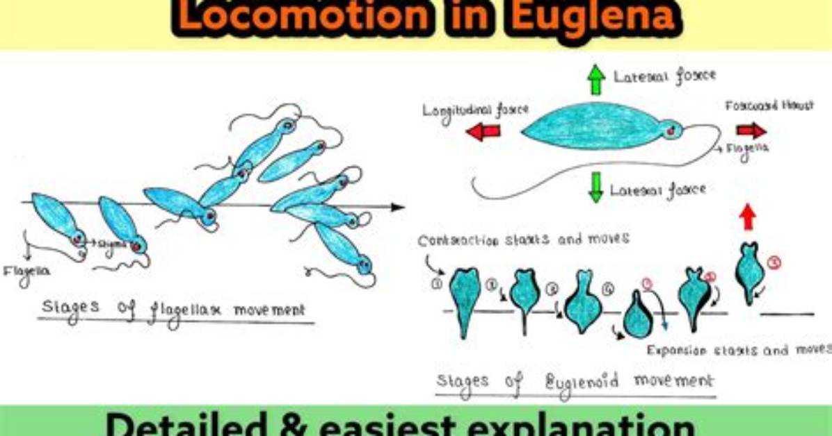 What Is Euglenoid Movement?