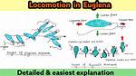 What Is Euglenoid Movement?