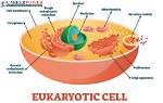What Is Eukaryotic