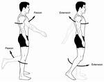 What Is Flexion