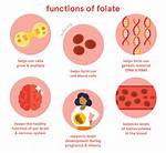 What Is Folates Function?