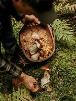What Is Foraging