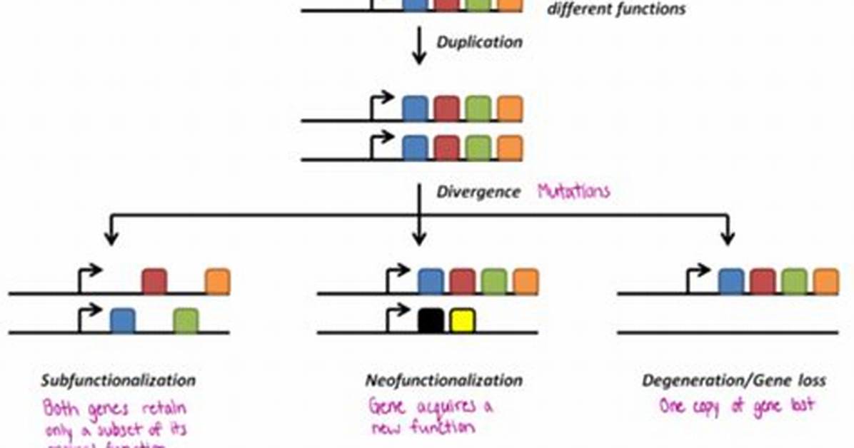What Is Gene Subfunctionalization?