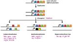 What Is Gene Subfunctionalization?