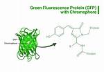 What Is Gfp