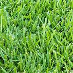 What Is Harmony St Augustine Grass?