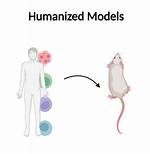 What Is Humanized Mouse Models?