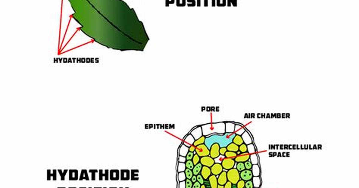 What Is Hydathodes Explain?