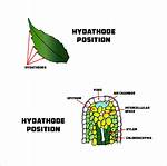 What Is Hydathodes Explain?