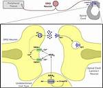 What Is Hyperalgesic Effects?
