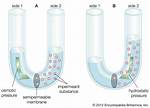 What Is Hypoosmotic?