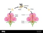 What Is Insect Pollination