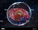 What Is Inside Cells