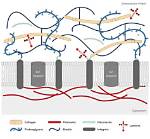 What Is Intercellular Matrix