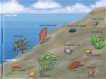 What Is Intertidal Zone?