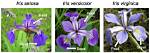 What Is Iris Dataset?
