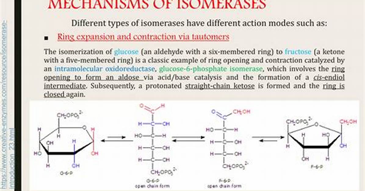 What Is Isomerase Function?
