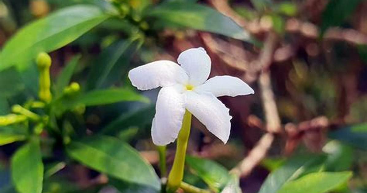 What Is Jui Flower Called in English?