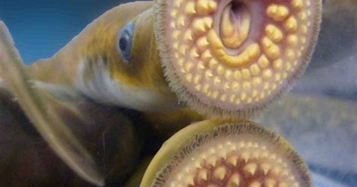 What Is Lamper Eel?