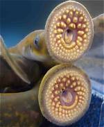 What Is Lamper Eel?