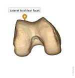 What Is Lateral Trochlear