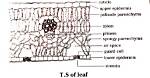What Is Leaf Ts?