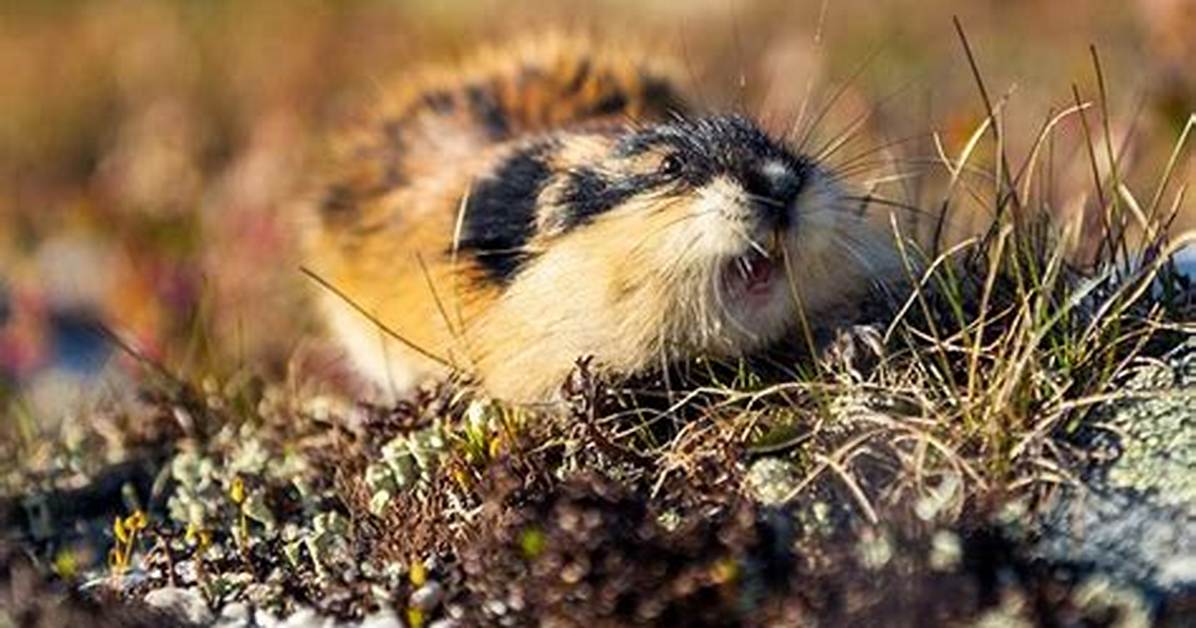 What Is Lemming Behavior?
