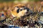 What Is Lemming Behavior?