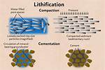 What Is Lithification