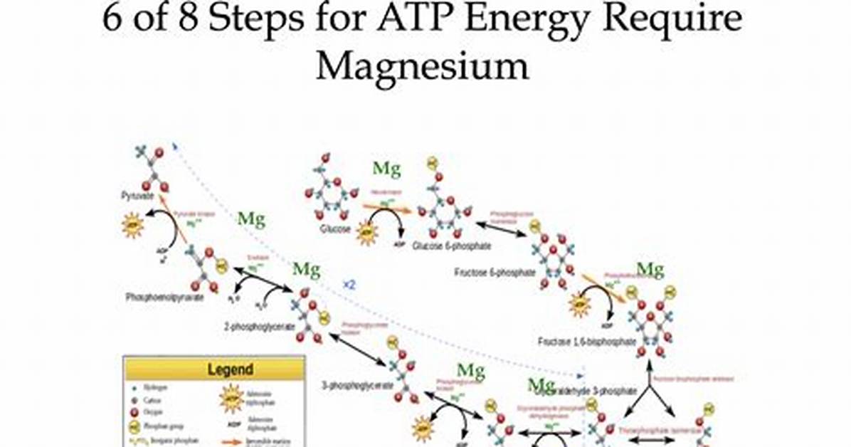 What Is Magnesiums Primary Function