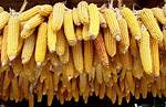 What Is Maize