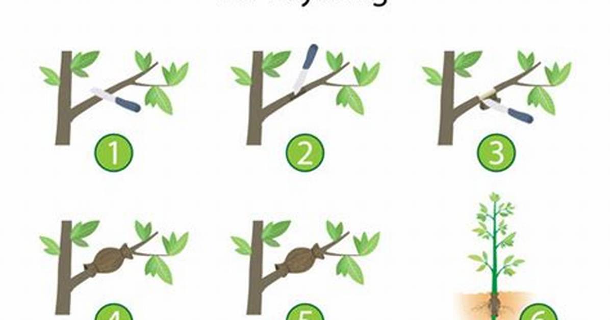 What Is Marcotting Method?