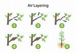 What Is Marcotting Method?