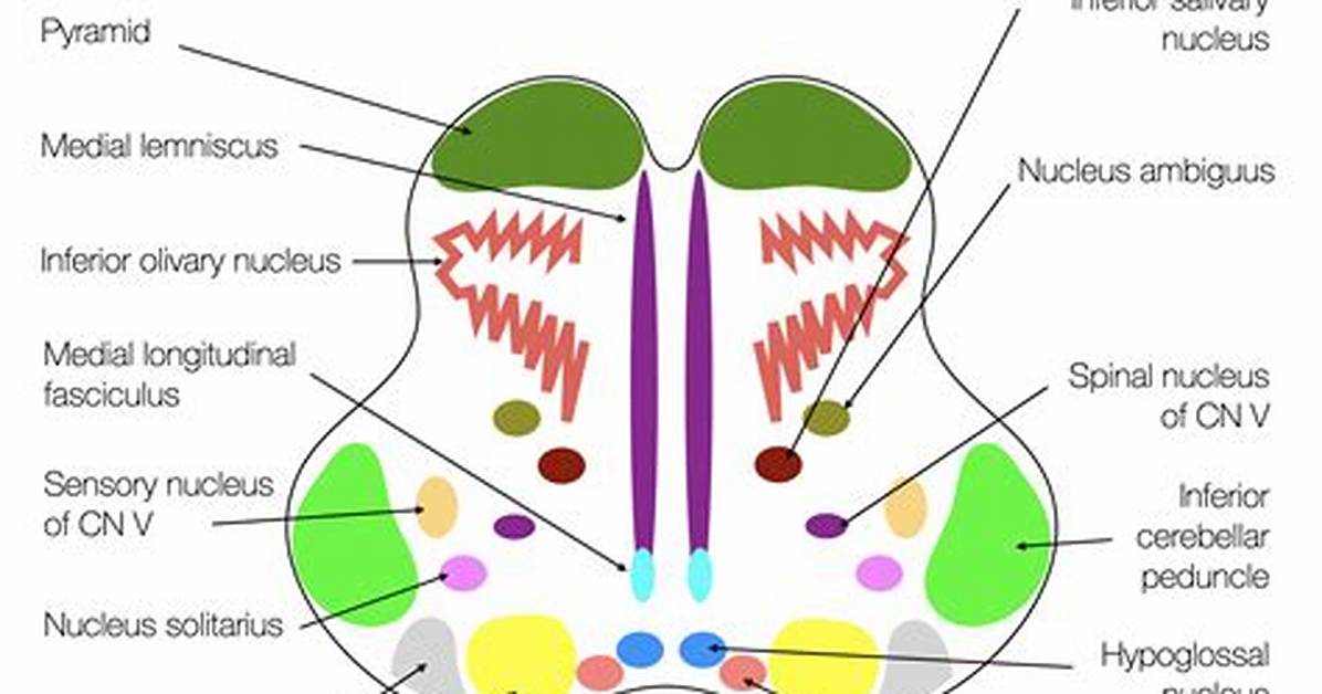 What Is Medulla Function