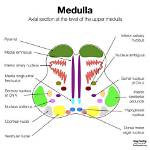 What Is Medulla Function
