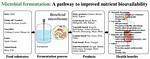 What Is Microbial Fermentation?