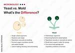What Is Mold Explain