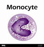 What Is Monocytes