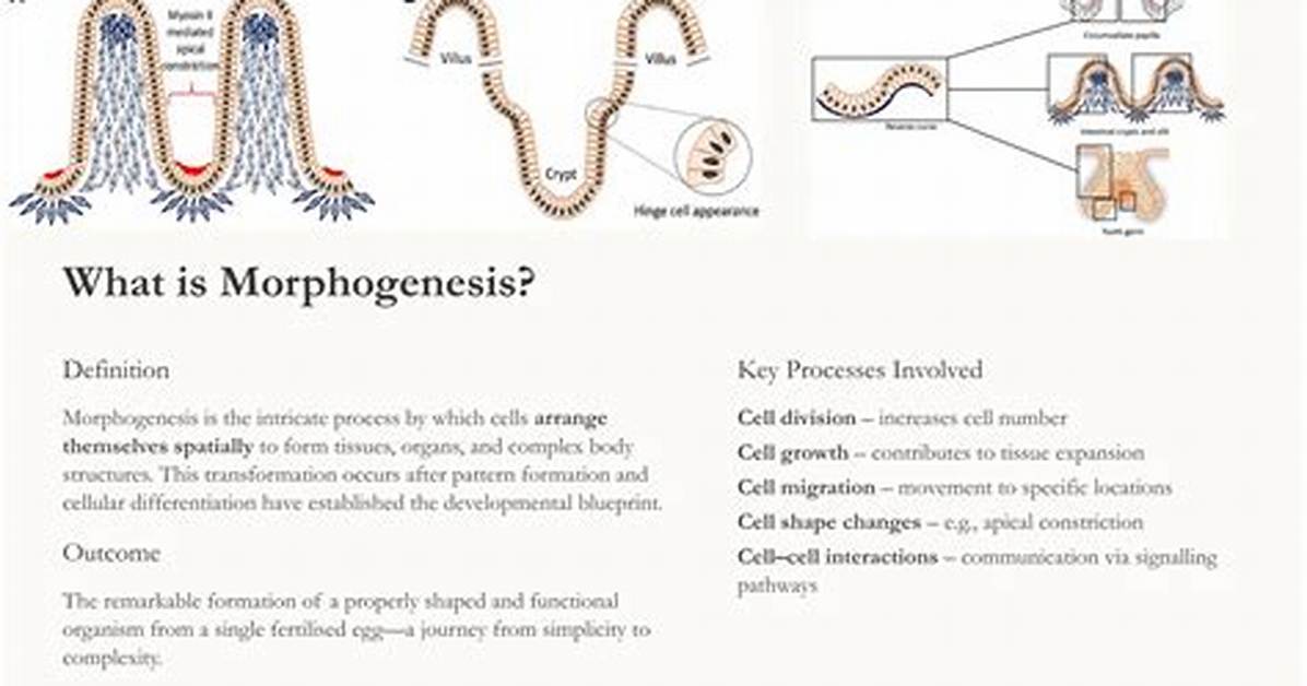 What Is Morphogenesis Simple Definition?