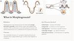 What Is Morphogenesis Simple Definition?