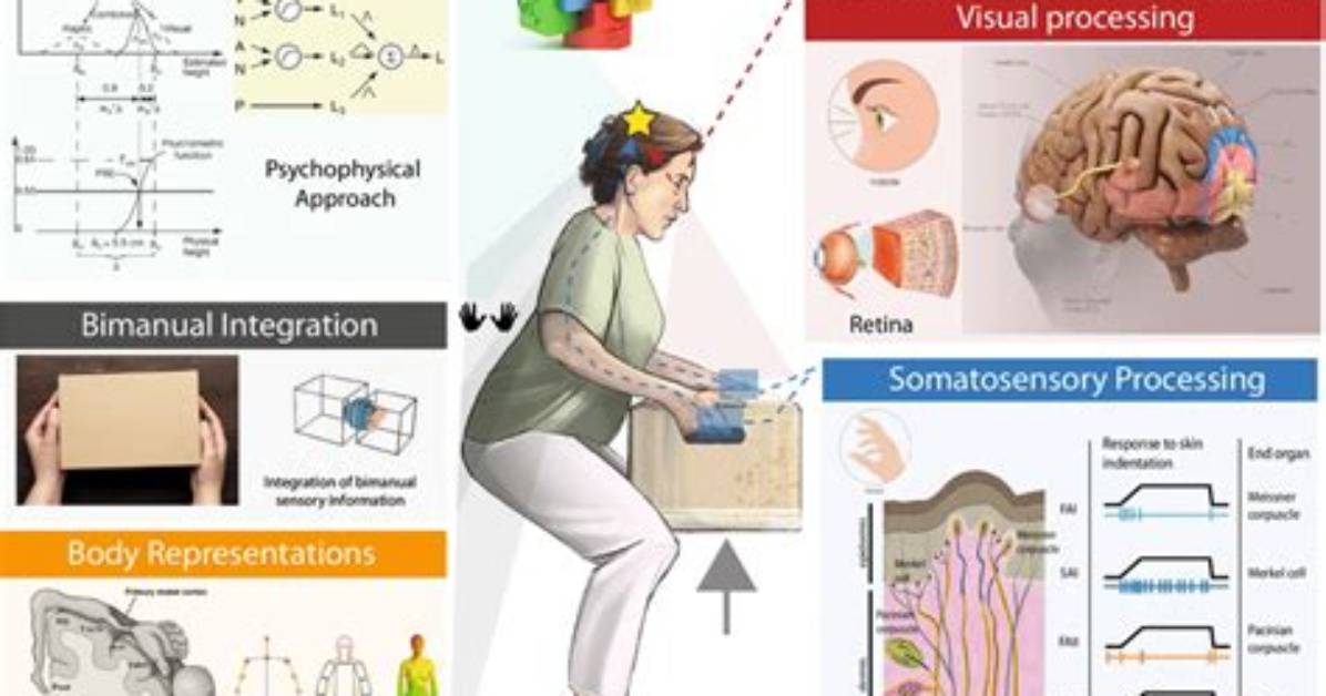 What Is Multisensory Processing?