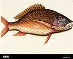 What Is Mutton Fish?