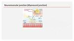 What Is Myoneural Junction Function?