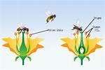 What Is Nectar