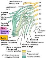 What Is Nerve Origin